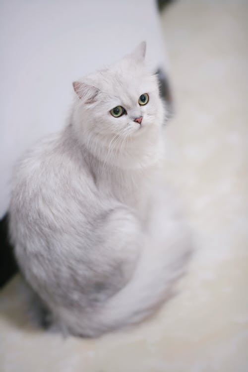 A white cat sitting on the floor