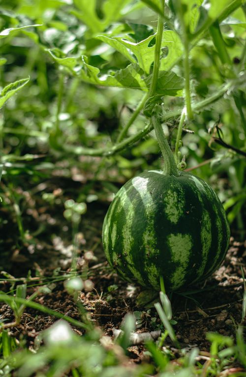 Free A small watermelon growing amidst lush green leaves in a summer garden. Stock Photo