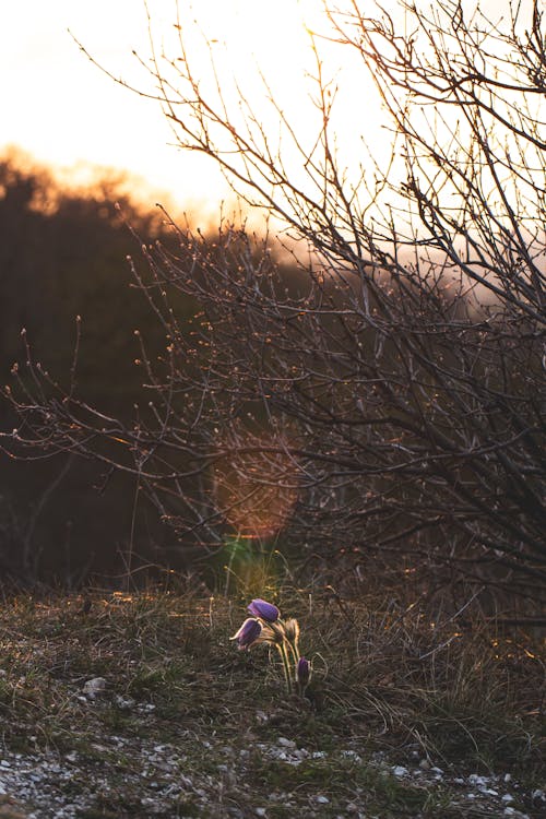 คลังภาพถ่ายฟรี ของ pasqueflower, การถ่ายภาพสัตว์ป่า, การเจริญเติบโต