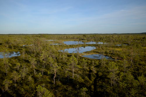 Green Forest with Lakes