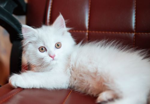 Free Adorable fluffy white kitten lounging on a brown leather chair indoors, looking alert. Stock Photo