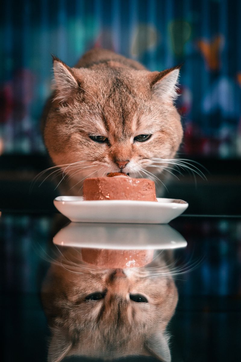 Gato disfrutando de su comida húmeda en Anlú