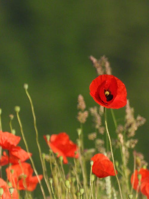 Kostnadsfri bild av äng, anläggning, blommor