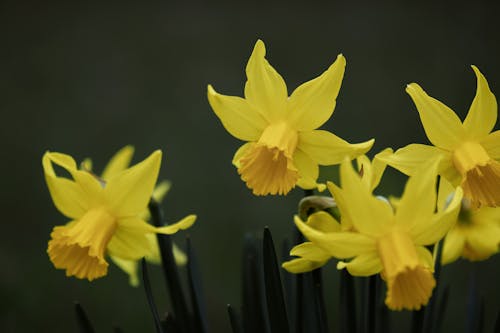 Narzissen im Frühling