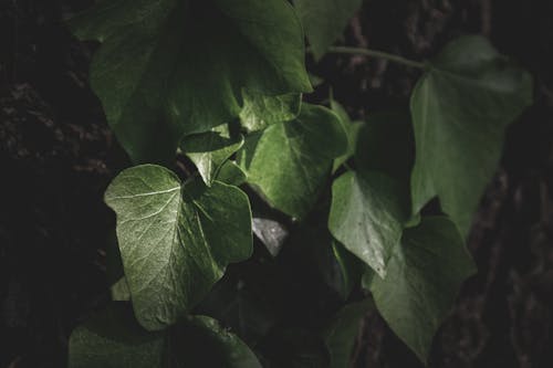 天性, 樹葉, 漆黑 的 免費圖庫相片