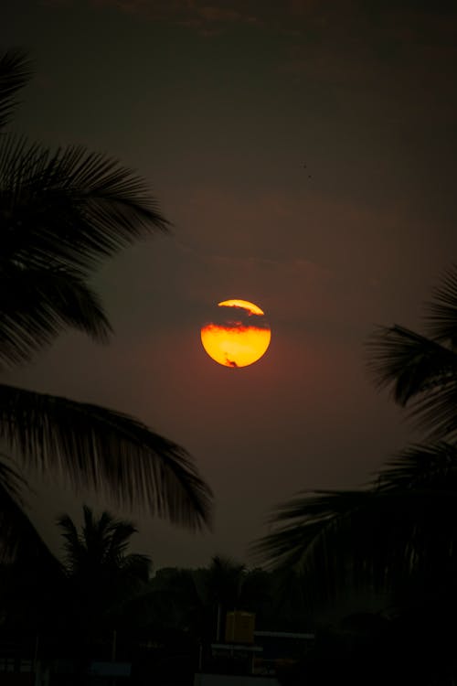 A photo of the sun setting over palm trees