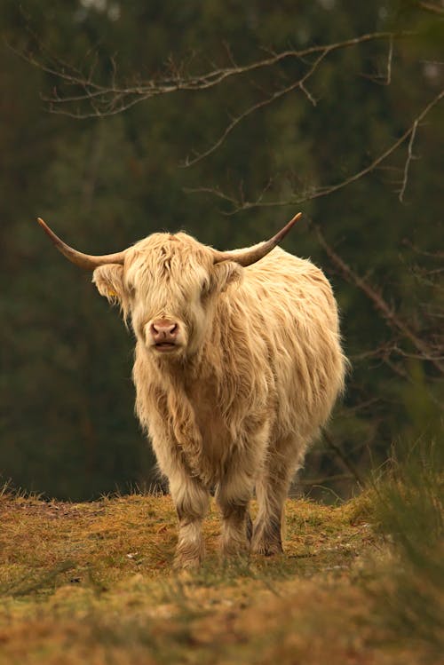A highland cow with long horns standing in the woods