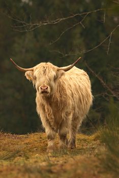 A majestic Highland cattle with long horns standing in a rural pasture.