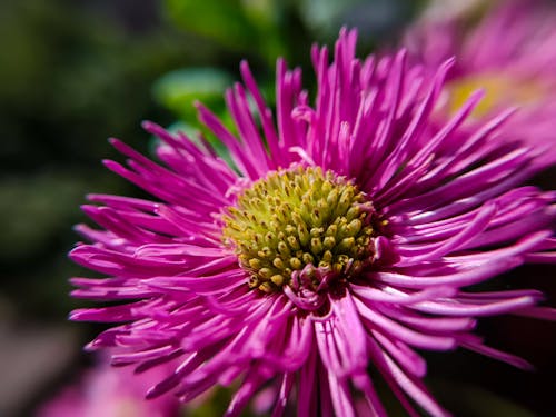 Darmowe zdjęcie z galerii z aster alpejski, kwiat, natura