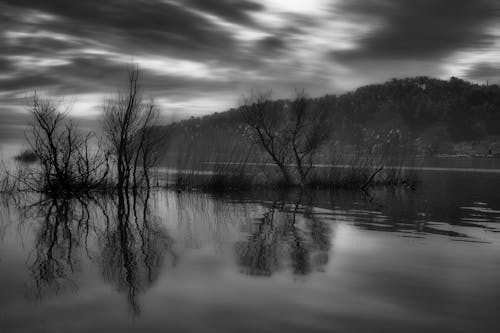 Black and white photograph of trees on the water