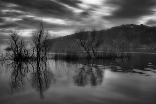 Fotos de stock gratuitas de arboles, blanco y negro, bosque