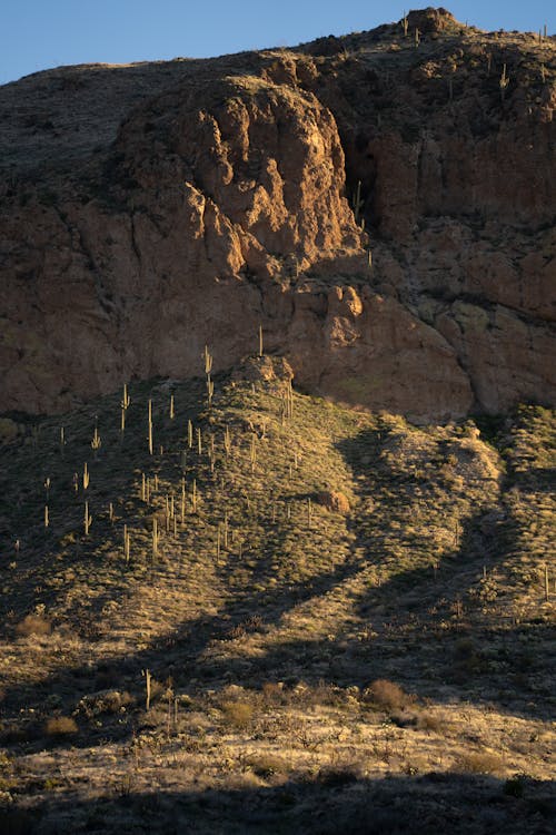 A mountain with a cactus in the foreground