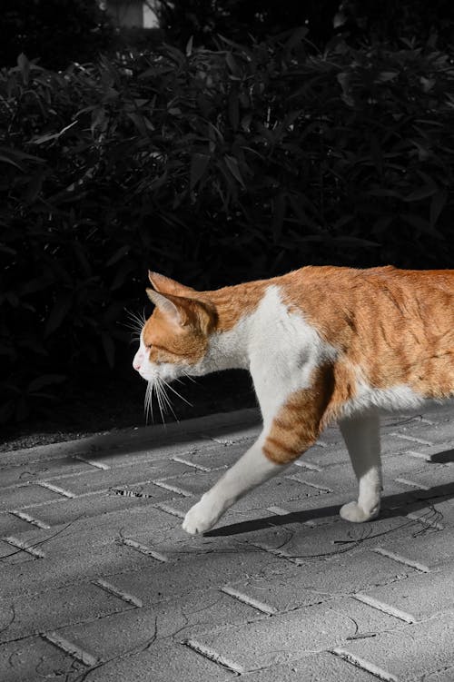 başıboş, başıboş kedi, güzel içeren Ücretsiz stok fotoğraf