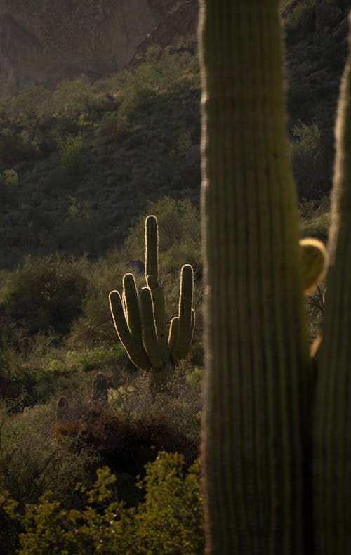 亞利桑那州, 仙人掌, 光 的 免費圖庫相片