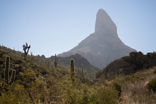 A mountain with cactus and trees in the background
