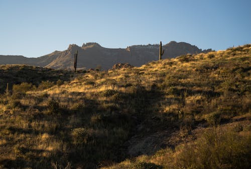 A desert landscape with mountains and cacti