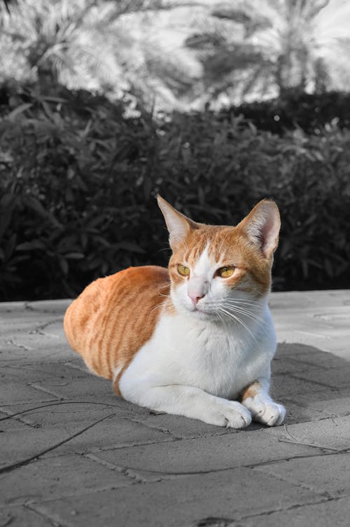 başıboş, başıboş kedi, beyaz ve turuncu kedi içeren Ücretsiz stok fotoğraf