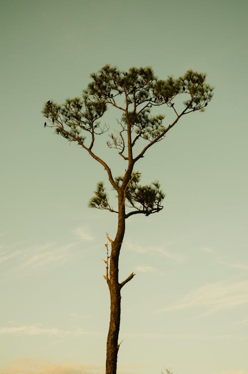 Foto profissional grátis de alto, árvore, céu limpo