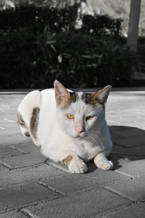 başıboş, başıboş kedi, beyaz ve turuncu kedi içeren Ücretsiz stok fotoğraf