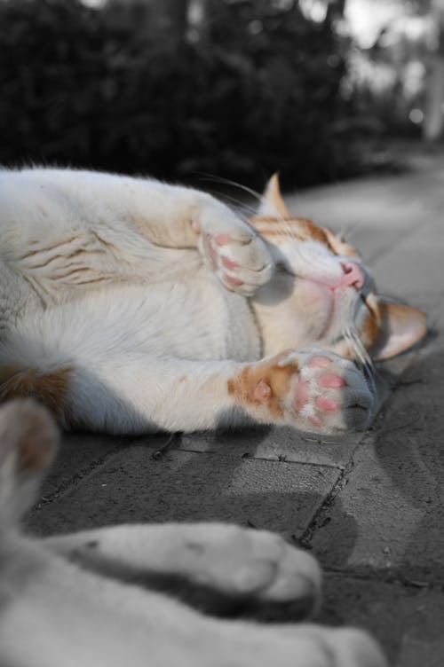 başıboş, başıboş kedi, beyaz ve turuncu kedi içeren Ücretsiz stok fotoğraf