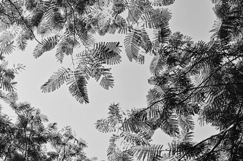Darmowe zdjęcie z galerii z czarno-biały, drzewo, gałęzie