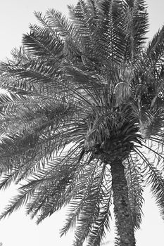 Artistic black and white capture of a tropical palm tree in Dubai.