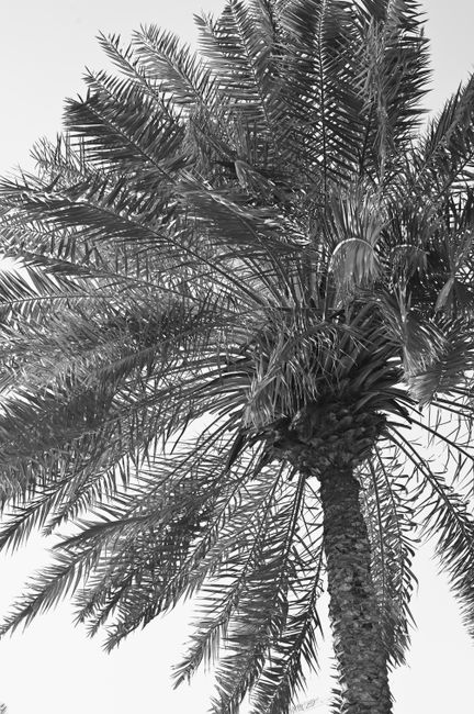 Artistic black and white capture of a tropical palm tree in Dubai.