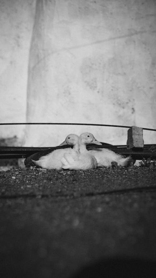 A black and white photo of a cat laying on the ground