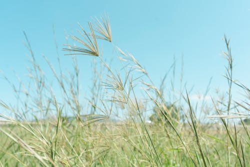 A grassy field with tall grass and blue sky