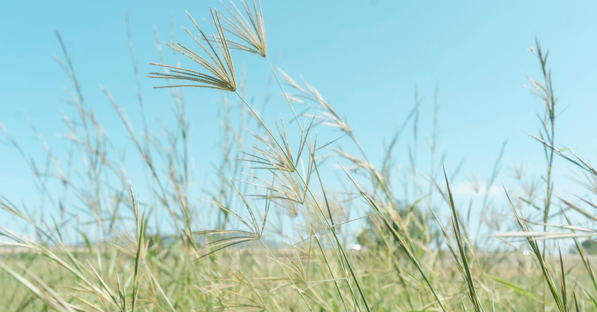 Tall Rushes Tall, Thin Rushes on Field · Free Stock Photo