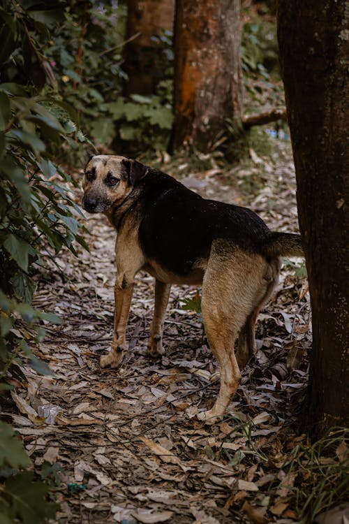 Gratis lagerfoto af dyrefotografering, hund, kæledyr