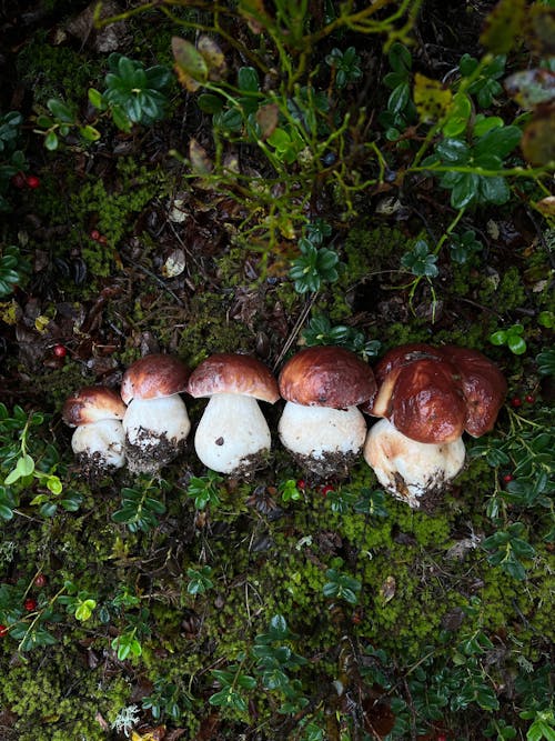 Základová fotografie zdarma na téma houby, hřib, mech