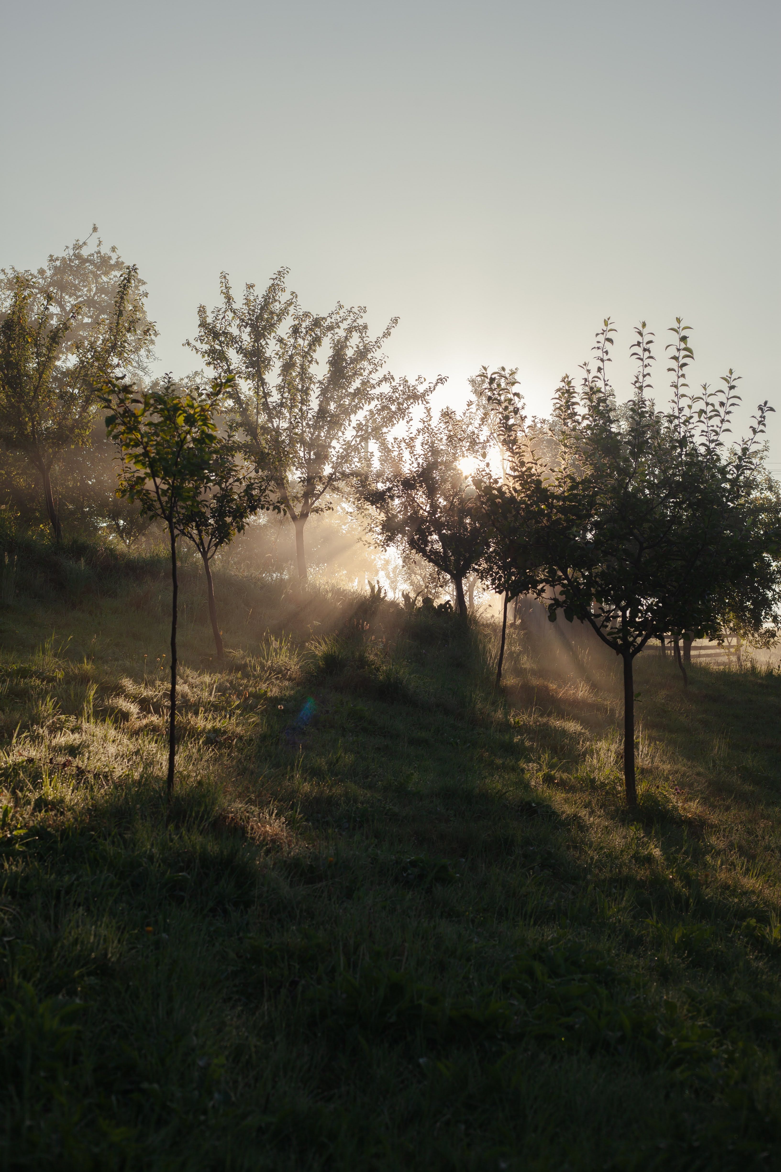 Misty sunrise in the Santa Paula orchard, sunlight streaming through peach branches