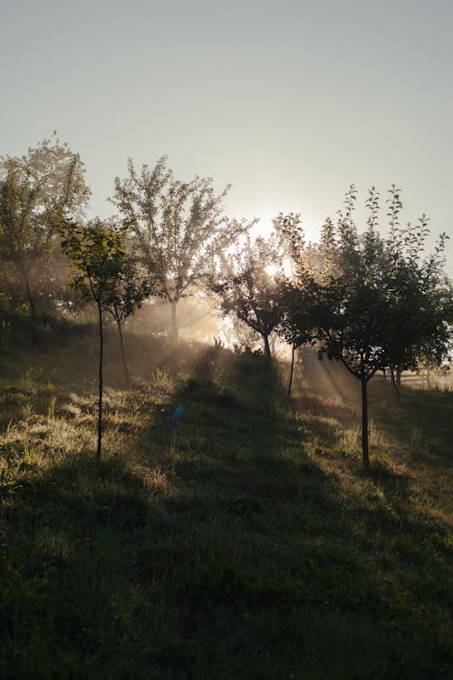 Безкоштовне стокове фото на тему «вертикальні постріл, дерева, Захід сонця»