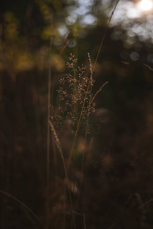 A close up of a tall grass in the sun