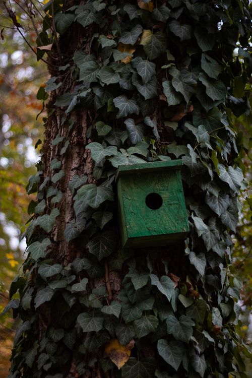 Free A green birdhouse nestled among ivy on a tree in a natural setting, perfect for wildlife photography. Stock Photo