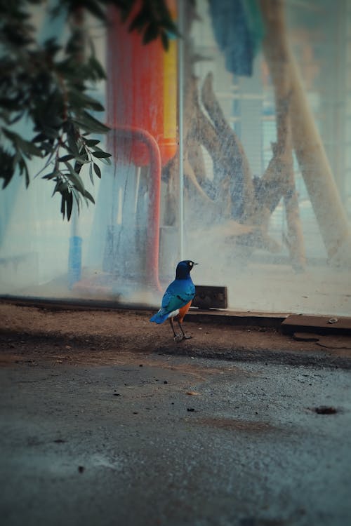 Foto stok gratis berwarna, burung, burung biru