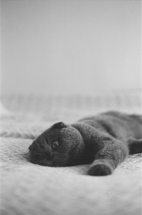 A black and white photo of a cat laying on a bed