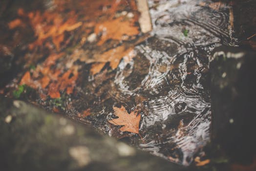 涟漪溪流中的秋叶特写镜头，展现秋色