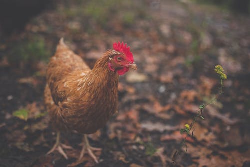 Free Brown Feathered Hen Stock Photo
