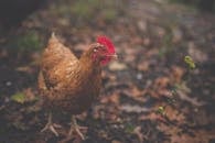 一只棕色的母鸡站在铺满秋叶的地面上，在自然户外环境中被拍摄下来