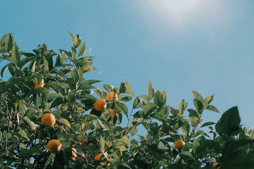 Ilmainen kuvapankkikuva tunnisteilla appelsiinipuu, appelsiinit, hedelmä