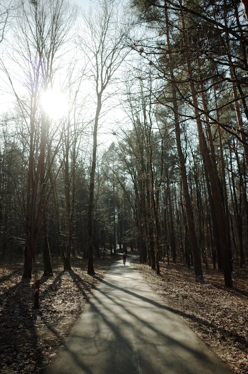 A path through a forest with trees and sun