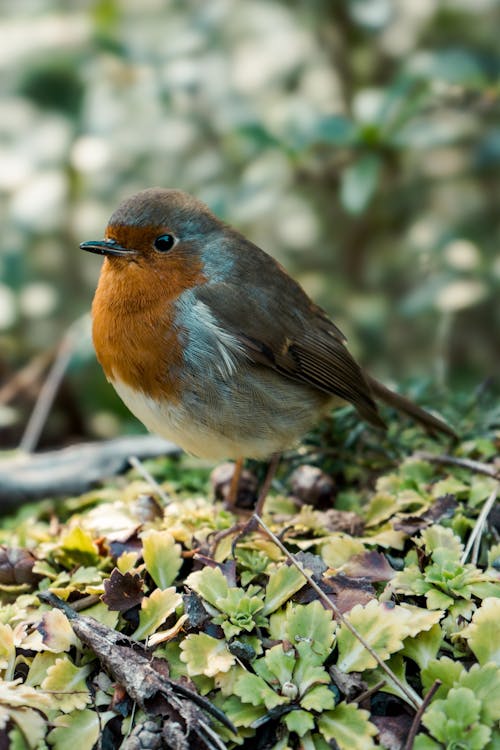 European Robin Bird