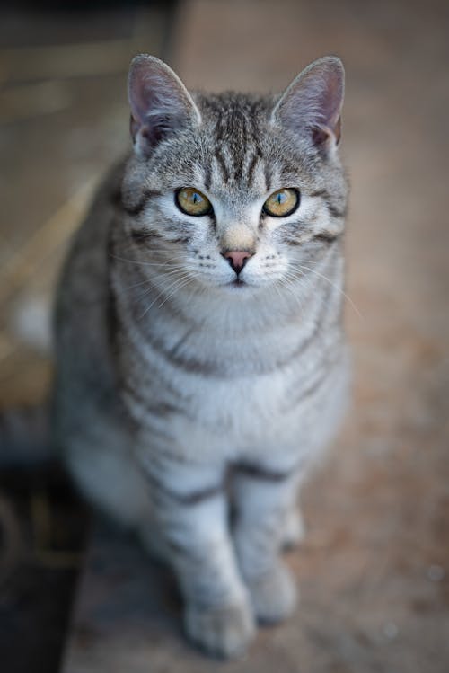 Close-up of a light tabby cat at a local shelter