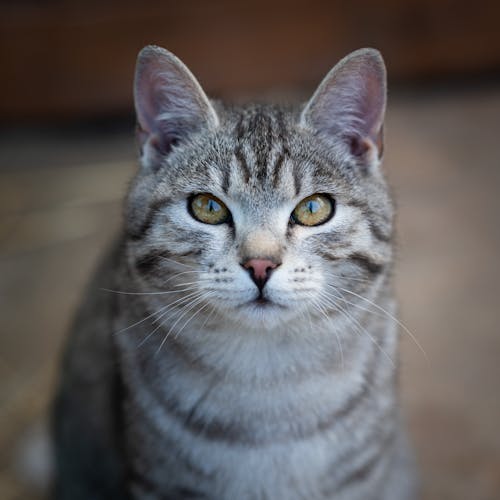 美麗的虎斑貓，有著引人注目的眼睛