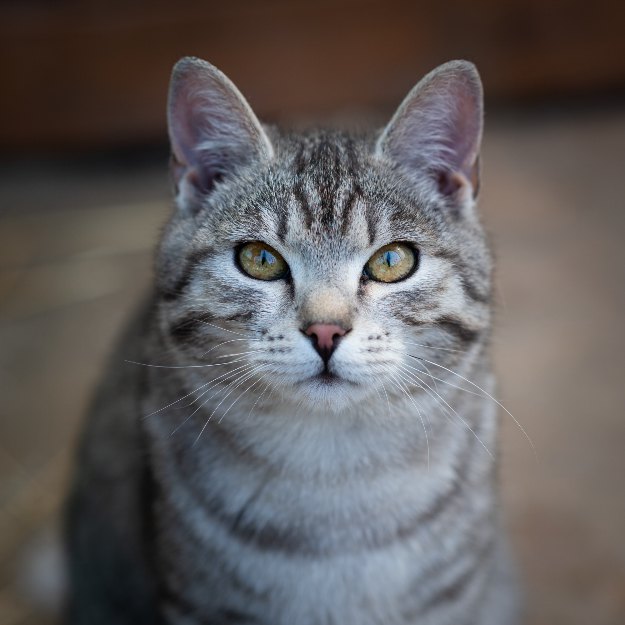 Beautiful tabby cat with striking eyes · Free Stock Photo