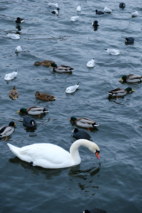 Fotobanka s bezplatnými fotkami na tému fotografie zvierat žijúcich vo voľnej prírode, jazero, kačice