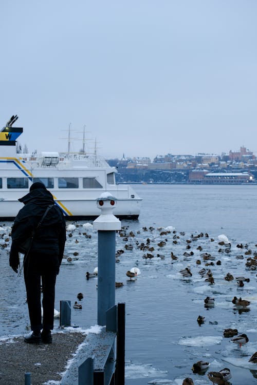 Person Standing on Pier with Ducks on Ice on River in City in Winter
