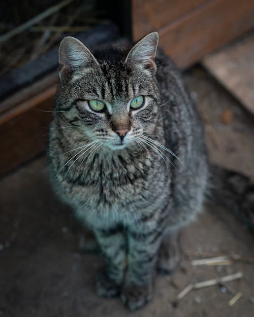 Gratis stockfoto met dierenfotografie, gestreepte kat, huisdieren